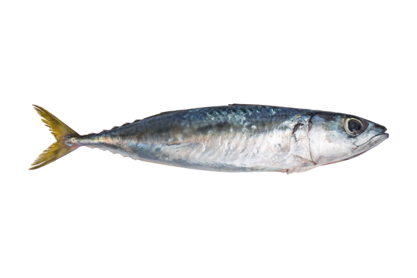 aquaculture product (5)